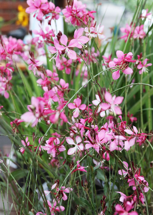 Gaura