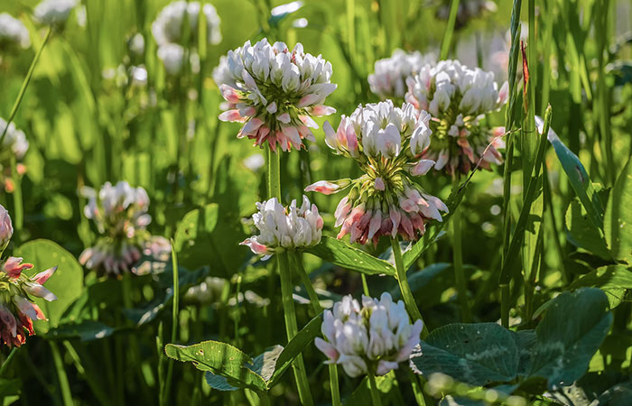 clover in lawn