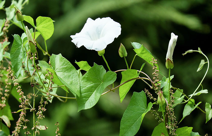 bindweed or morning glory