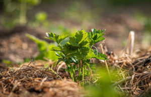 celery stalk with mulch