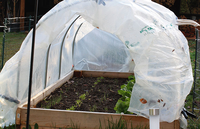 vegetables grown under a protective cover in spring