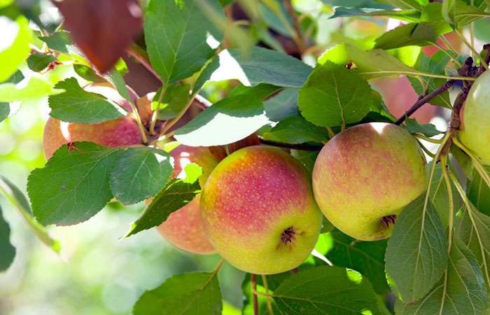 apples hanging from a branch