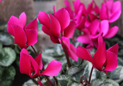 fuchsia colored cyclamen blooms