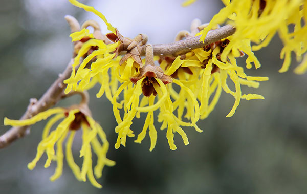 yellow blooming witch hazel