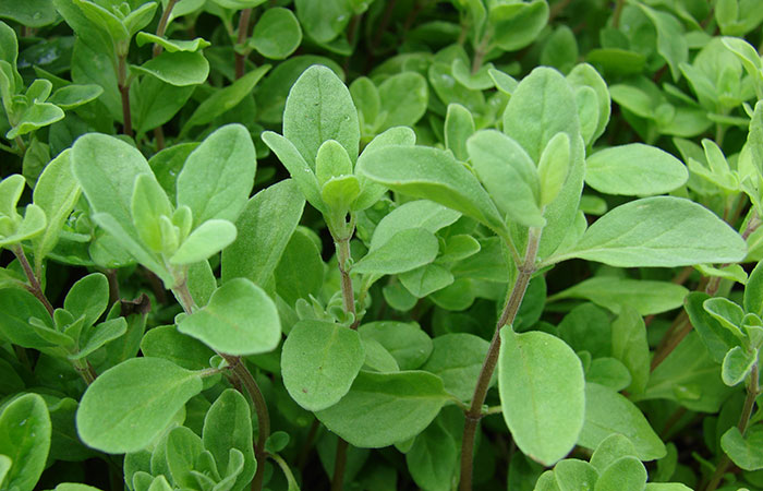 marjoram herb leaves