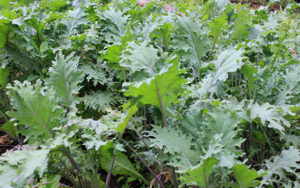 Russian red kale