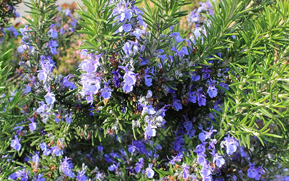 rosemary plant with powder blue blooms