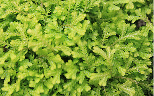 golden spike moss (selaginella drauss. 'Aurea'