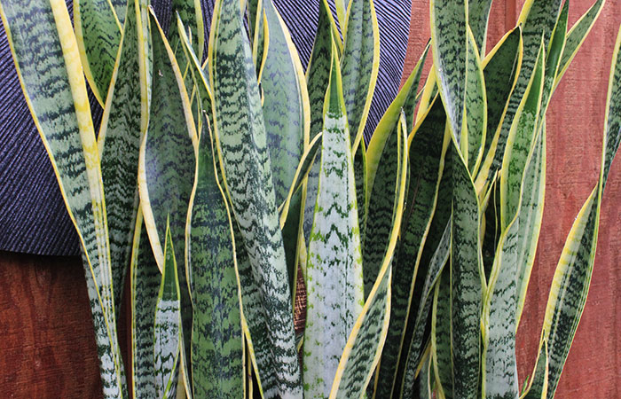 snake plant