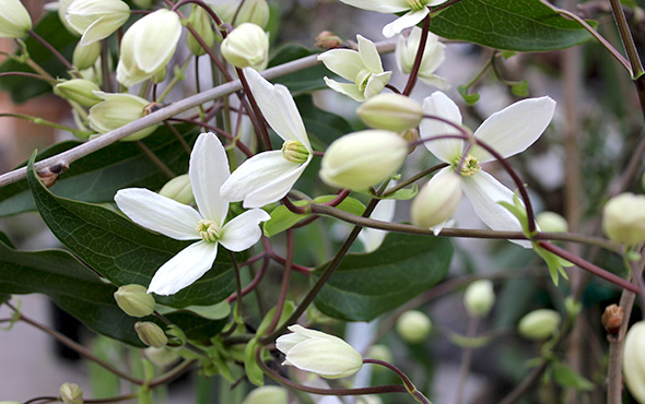 white blossoms of evergreen clematis