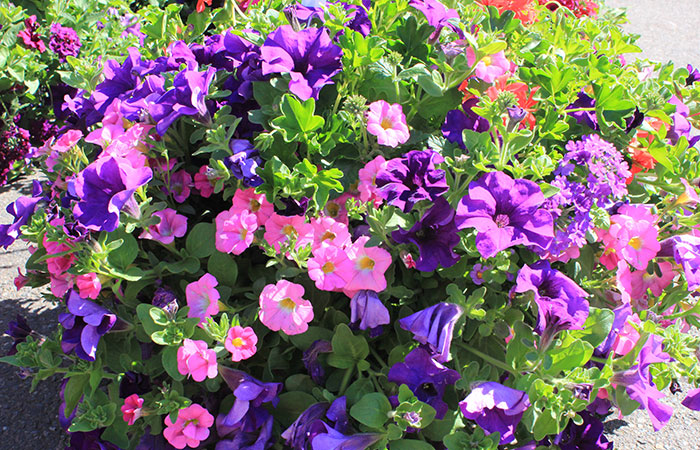 p basket of purple petunias