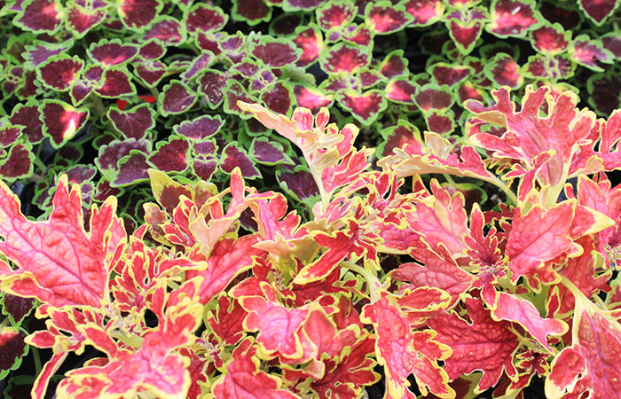 bright, red, green and yellow coleus