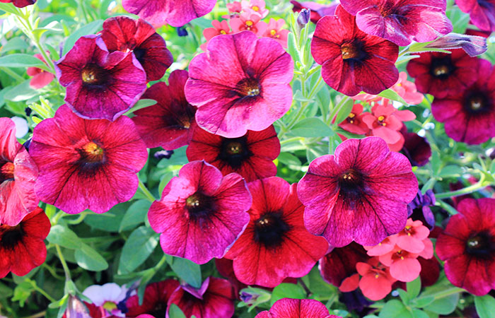 bright pink petunias