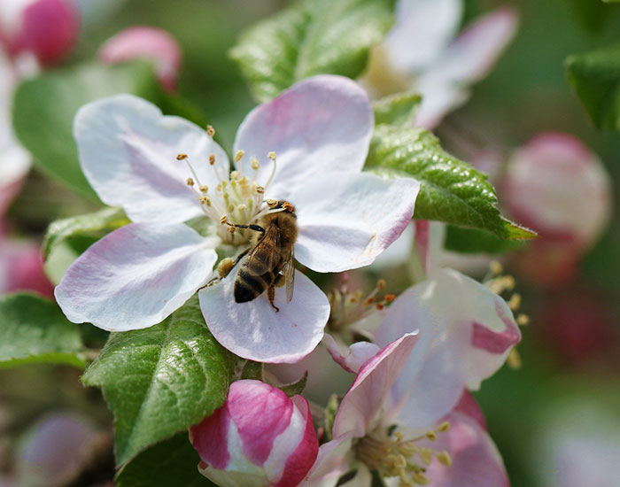 honey bee on an apple blossom