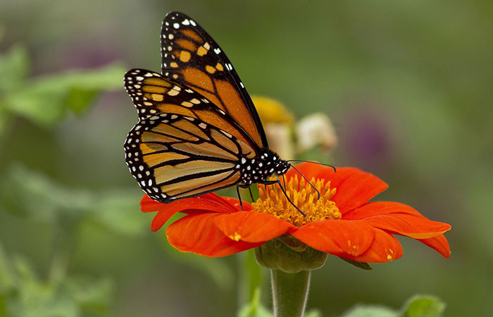 butterfly on a bright orange zinnia flower
