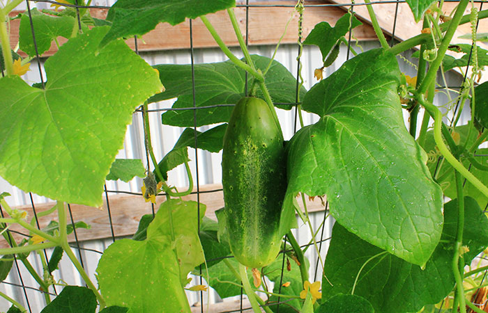 cucumber