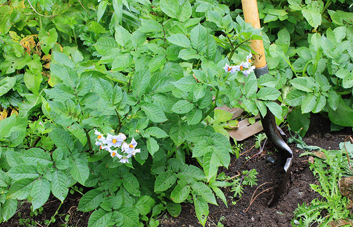 potato plants blooming