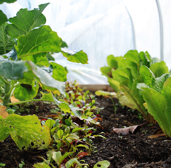 vegetables growing in a raised bed with plastic weather protection dome