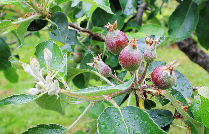 tiny apples ready to be thinned