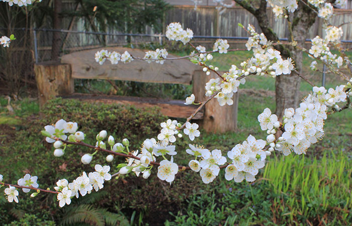 branches of asian plum blooms