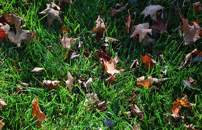lawn with fall leaves