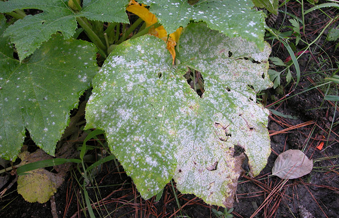 powdery mildew on a squash plant