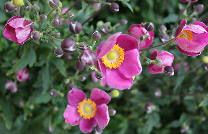 fuchsia Japanese anemones with yellow centers