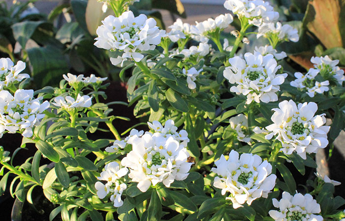 white blooming candy tuft