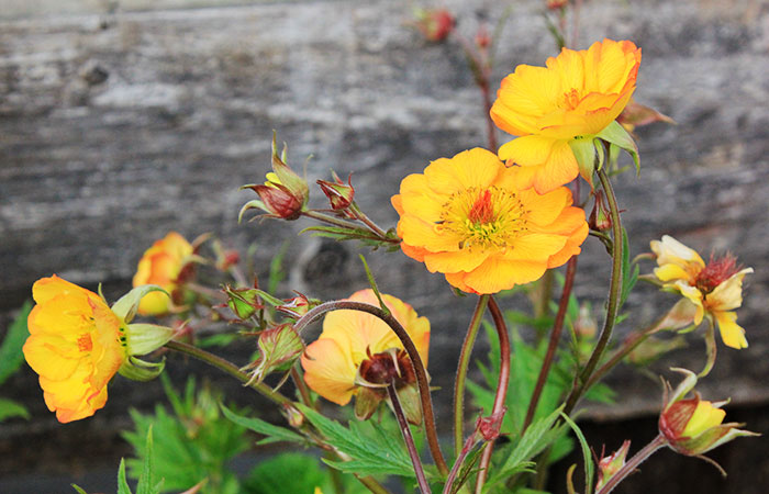 orange geum blooms