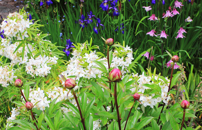 pink peony buds and Mexican orange shrub in bloom