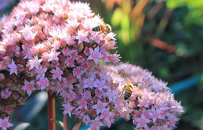 autumn joy sedum