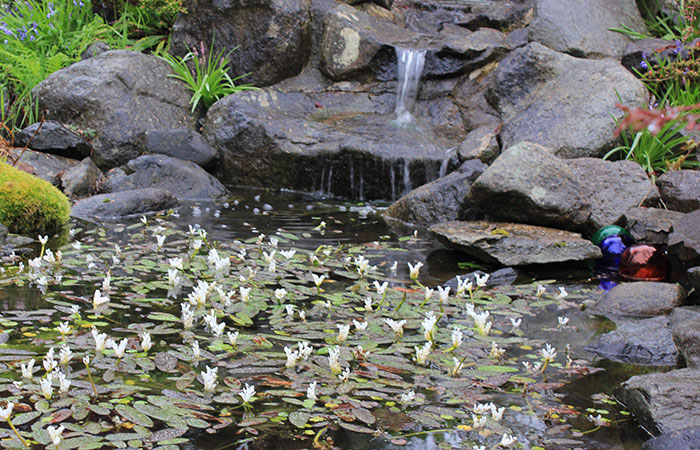 pond in spring with water hawthorn