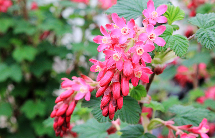 clusters of pink blooms of King Edward flowering currant