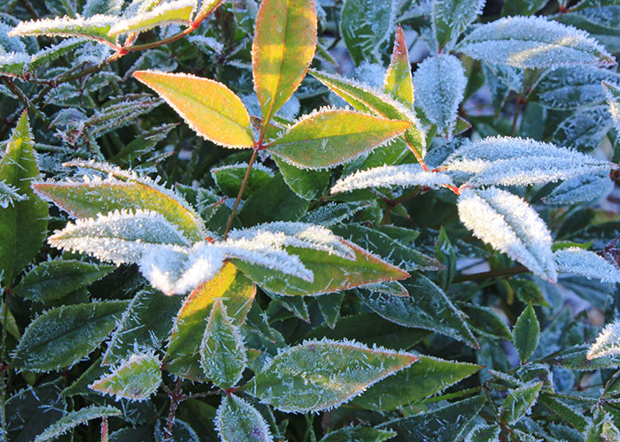 s_nandina_frost_dec