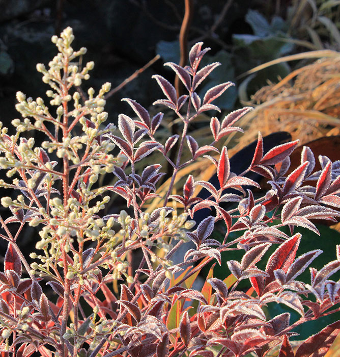 flower bud and red leaves of nandina covered in frost