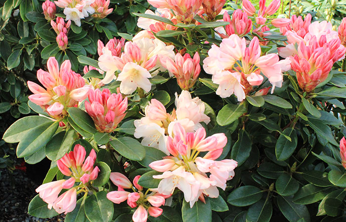 pink rhododendron in bloom