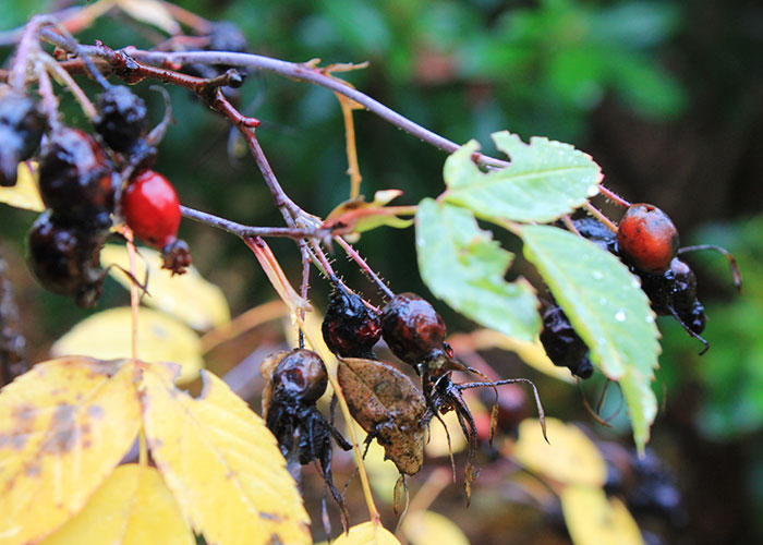 rose hips hanging off a rose branch in fall