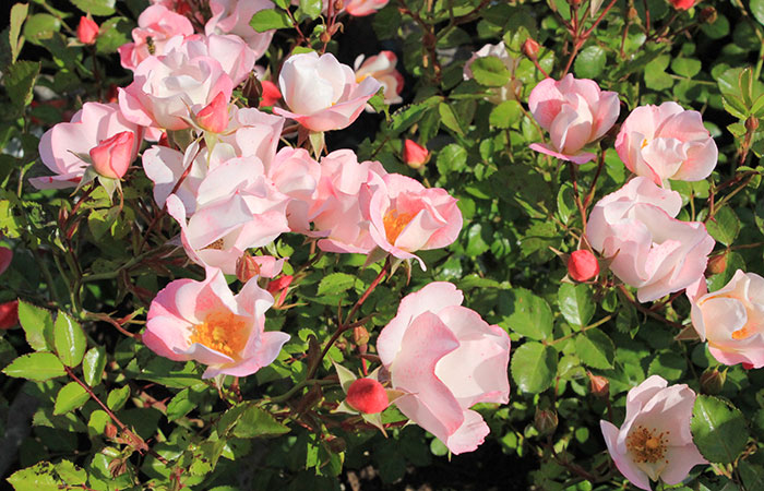 pink roses on a rose bush