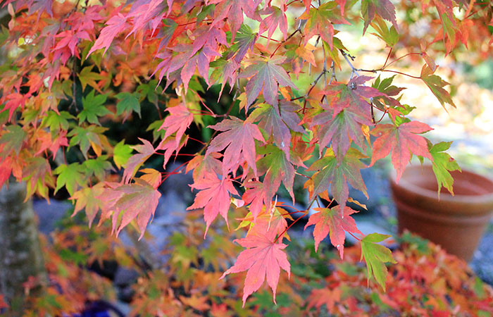 orange and green Japanese maple leaves