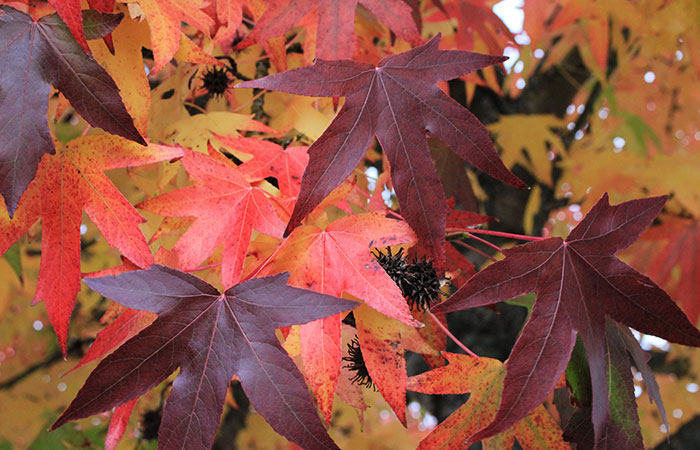 liquid amber or sweetgum leaves