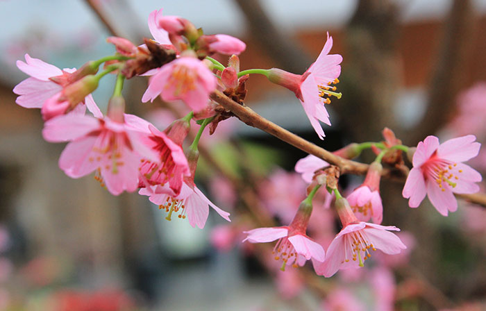 pink blooms of ornamental flowering cherry tree