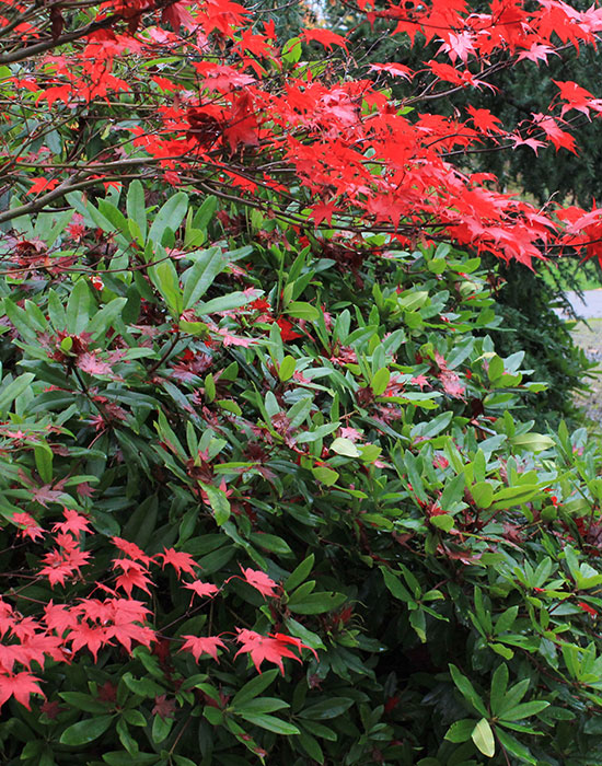 shrubs with red leaves of Japanese Maple in fall