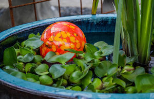 water garden bowl