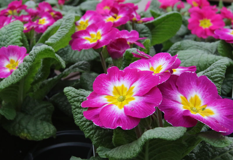 pink primrose