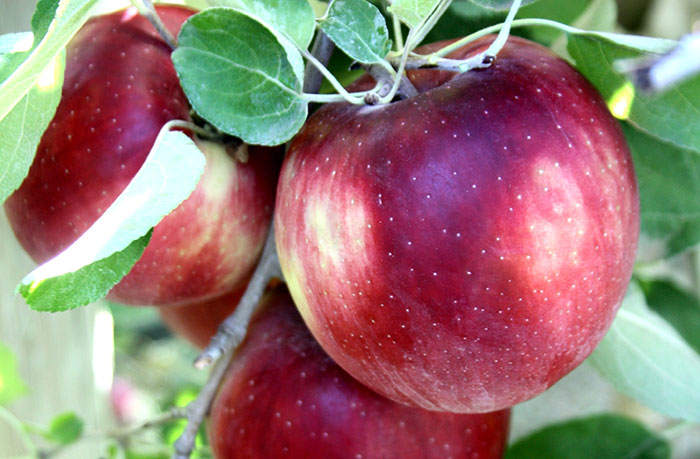 red cosmic crisp apples on branch