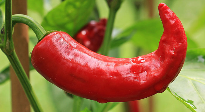 e_pepper_hot_red