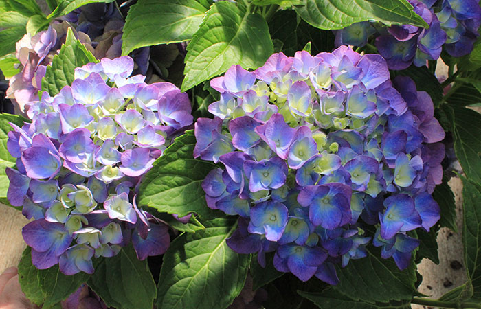 hydrangea blossoms of violet, purple and green