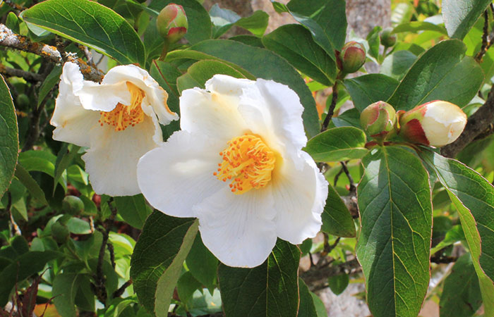 t_stewartia t_stewartia