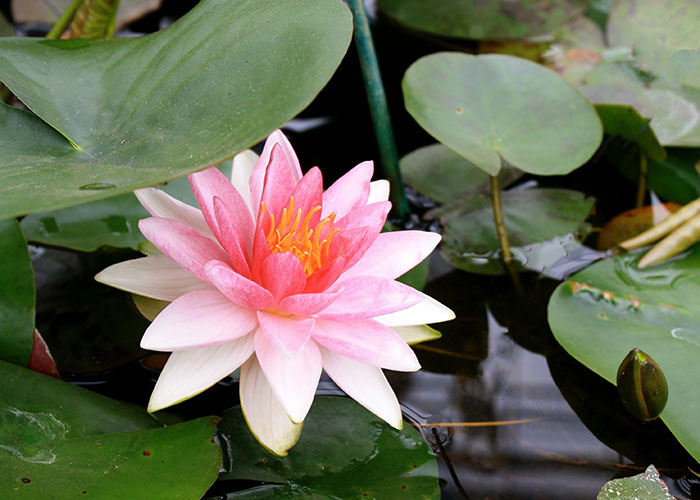 pink water lily