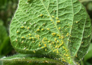 around fifty aphids concentrated on a leaf